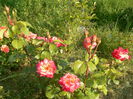 TH1 P1250734-mai 2014