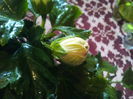 IMG_20141115_102838