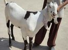 Capra Bakra-4