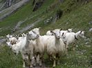 Capre Appenzeller