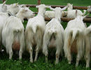 Capre Appenzeller legate