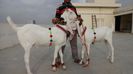 Tapi Bakra albi