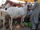 Tapi Bakra mari de tot