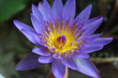 Nymphaea nouchali var. cyanea
