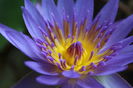 Nymphaea nouchali var. cyanea