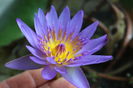 Nymphaea nouchali var. cyanea