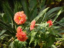 DSCN3788