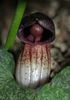 arisarum vulgare