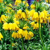 fritillaria