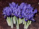 iris reticulata pixie