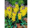 muscari golden fragrance AP