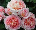 abraham darby