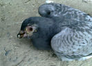 porumbel-mort-tricomonoza-variola