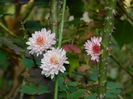 DSCN3717