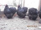 100833036_RASIWID