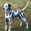 dalmatian