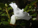 White Azalea (2014, November 13)