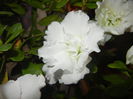 White Azalea (2014, November 13)