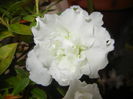 White Azalea (2014, November 14)