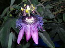 SAM_0509