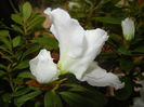 White Azalea (2014, November 14)
