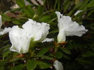 White Azalea (2014, November 15)