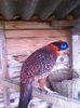 Tragopan temmnick