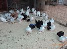 DSC02960
