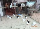 DSC03037