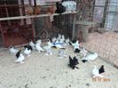 DSC03042