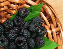 black-raspberries