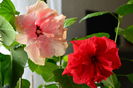 Hibiscus Rosu si Roz-galben dublu