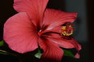 Hibiscus Rosu simplu