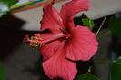 Hibiscus Rosu