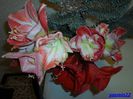 SAM_4040   Dec.2013