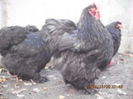 100952032_MTOLPTL3