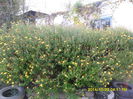 SAM_7421