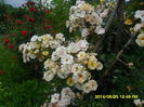 SAM_6525