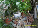 SAM_6938