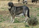 Ciobanesc spaniol Mastiff