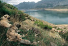 Mastiff spanioli  pazesc oile in Spania