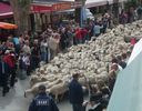 Transhumanta in Franta , oamenii fac poze fericiti