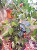 DSCF0268