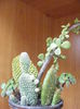 DSCF0274
