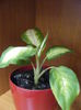 DSCF0276