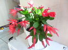SAM_0179
