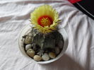SAM_0414