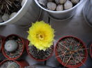 SAM_0696