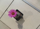 SAM_0766