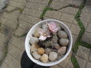 SAM_2754